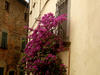 Massa e Cozzille, buganvillea 