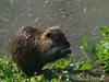 Sull'Arno a Firenze, nutria