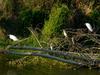 Aironi alle Cascine