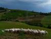 Maremma, un gruppo solidale