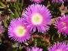 Fiori fucsia