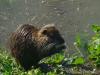 Sull'Arno a Firenze, nutria