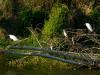 Aironi alle Cascine