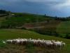 Maremma, un gruppo solidale