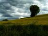 Maremma amara