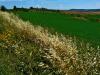 Nelle crete senesi