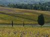 Vigne e cipressi a Diacceto