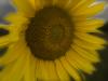 Girasole felice